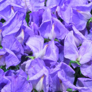 Sweet Pea Leamington